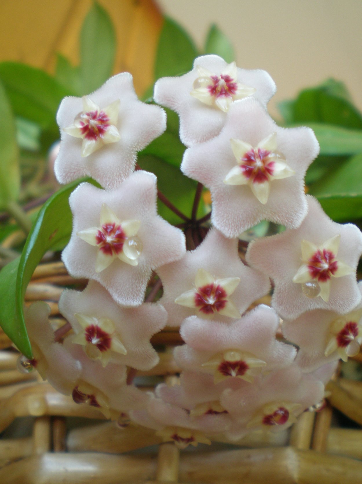 Хойя восковой плющ