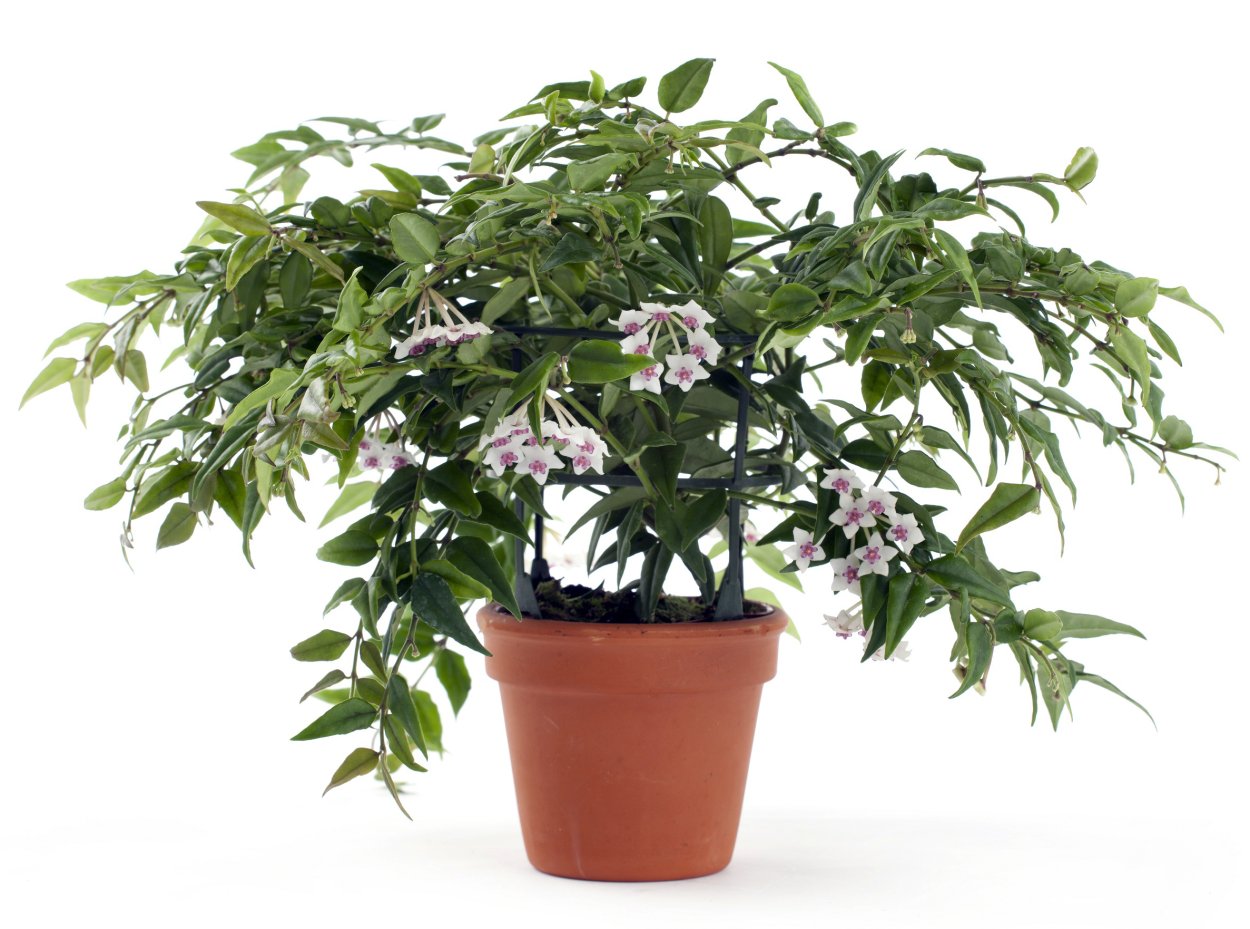 Хойя длиннолистная восковой плющ