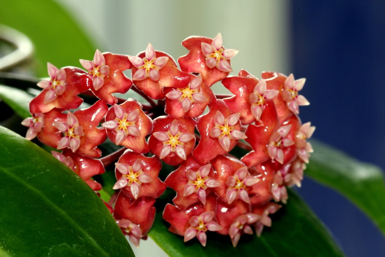 Хойя Hoya ilagiorum