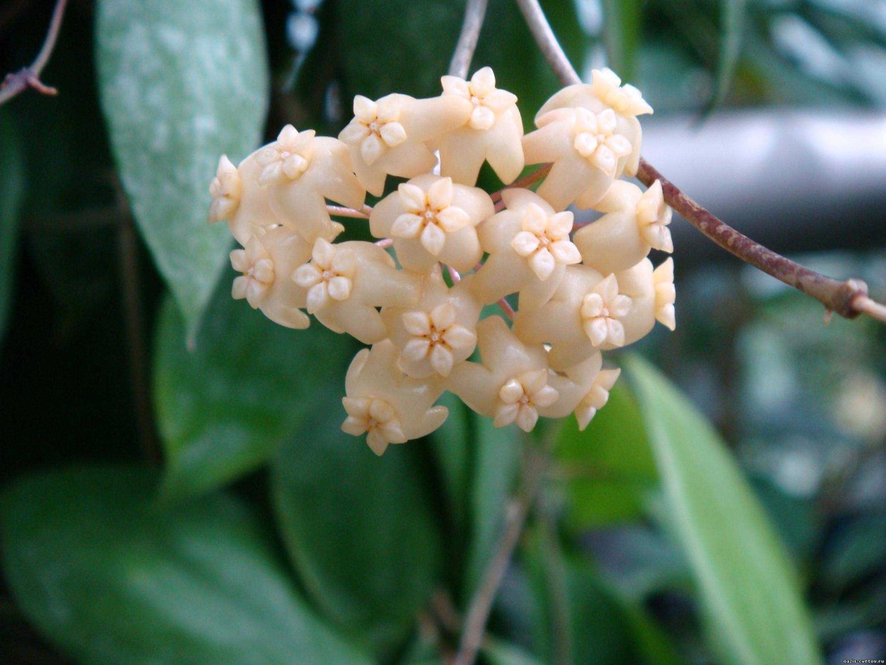 Хойя пентафлебия