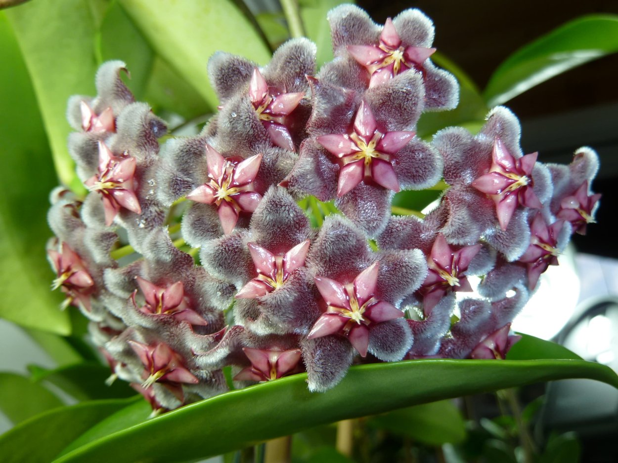 Цветок Хойя восковой плющ