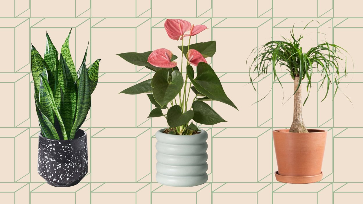 Горшечные растения
