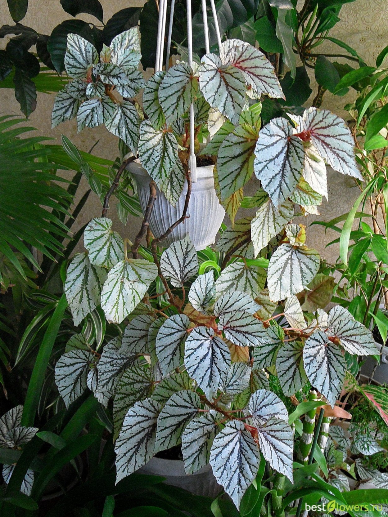 Бегония guttata