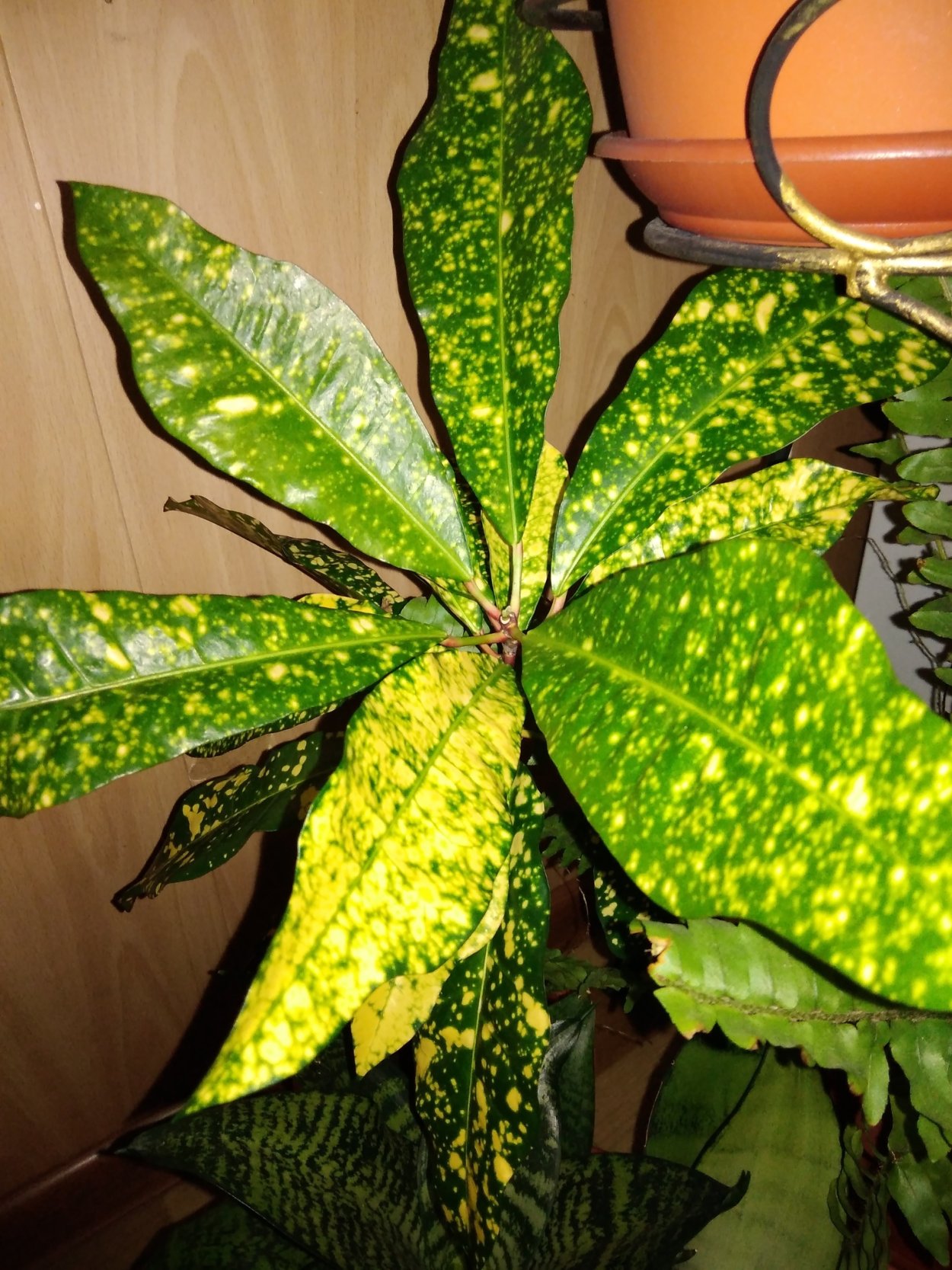 Комнатные цветы с пестрыми листьями