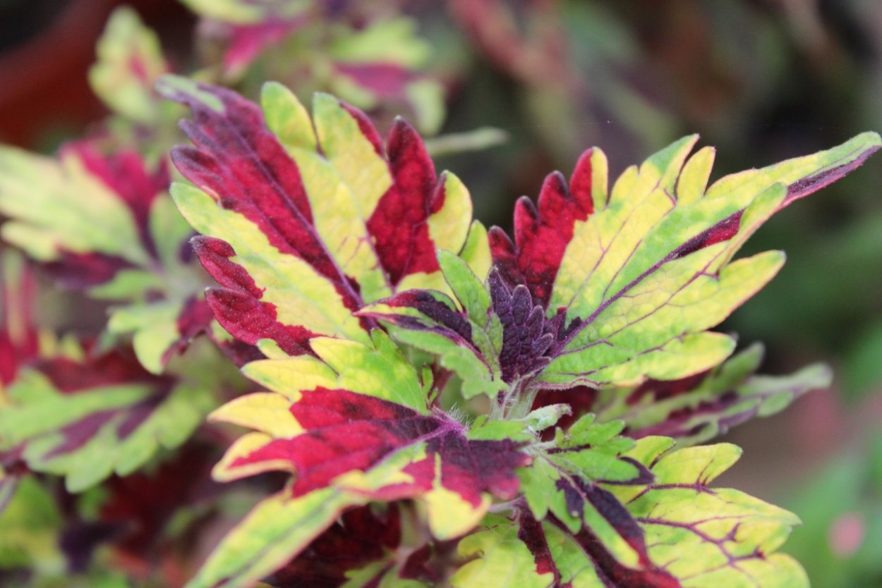 Колеус Coleus Twist and Twirl