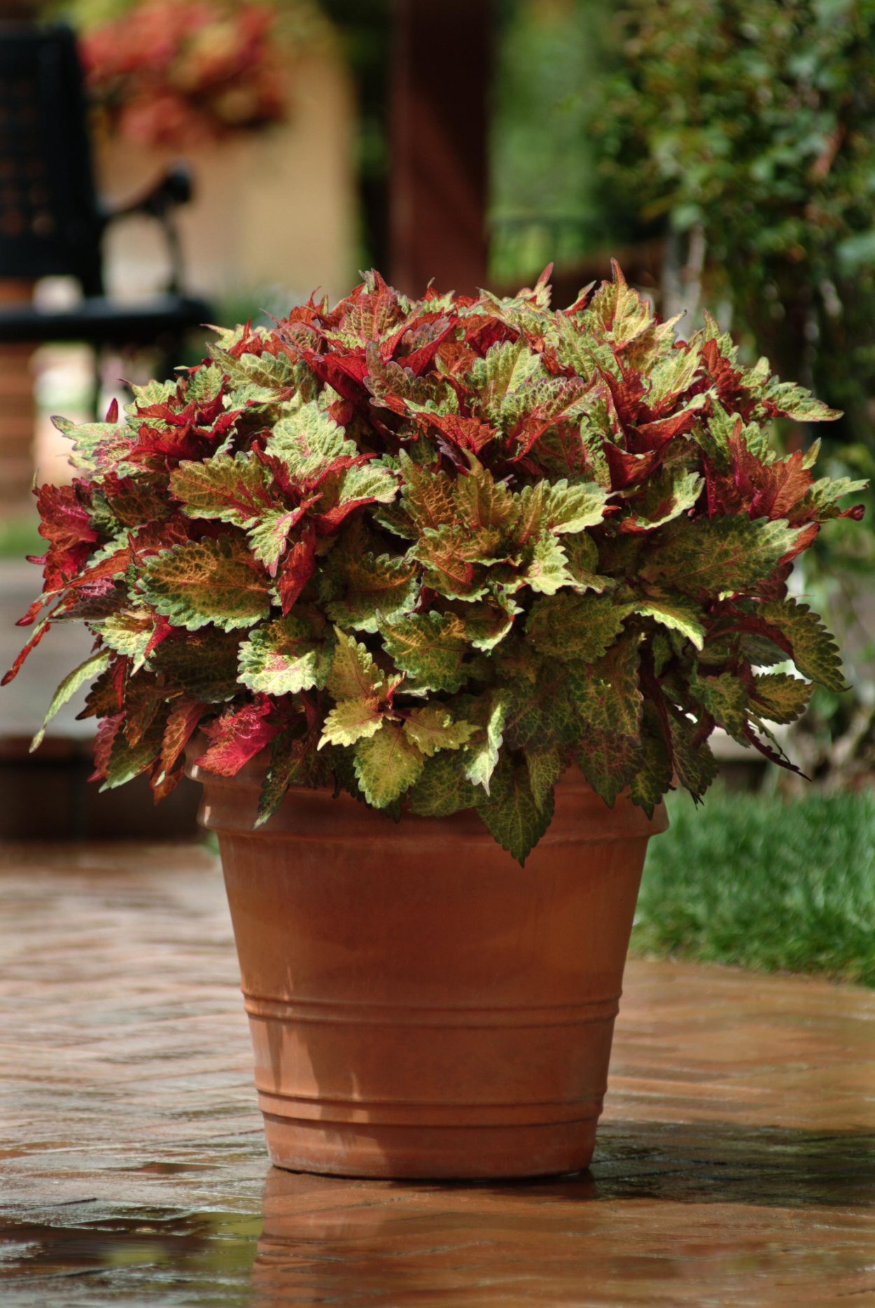 Колеус дуболистный