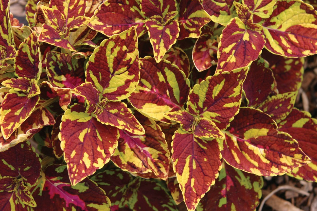 Колеус Скай Файер