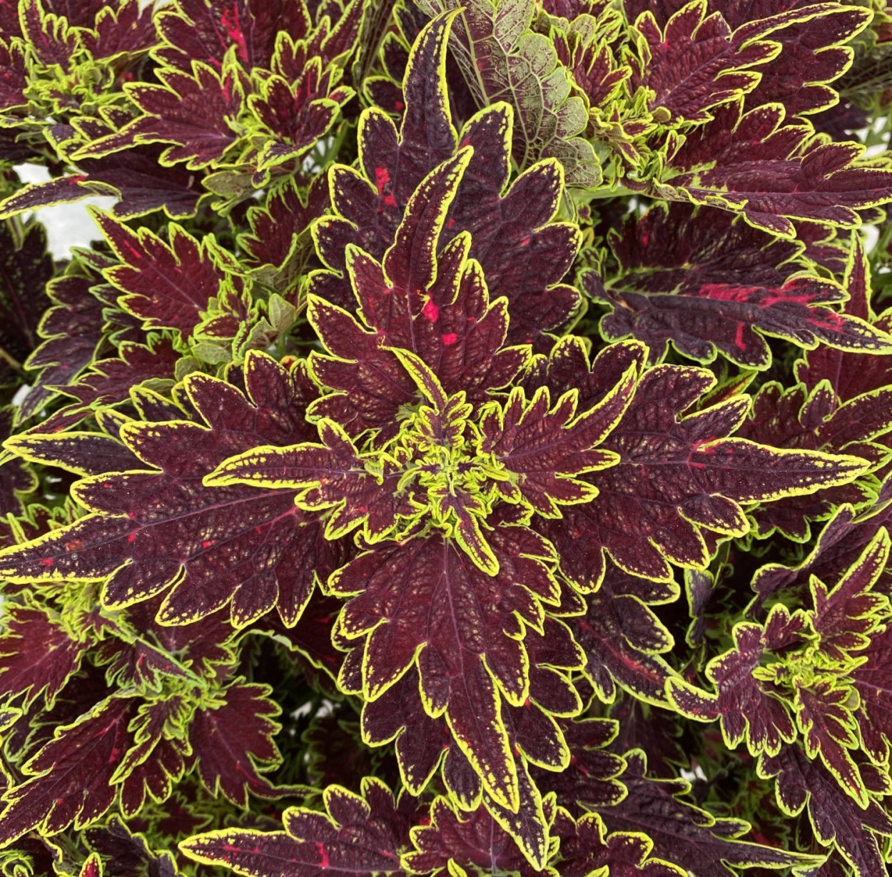 Колеус Мейн стрит