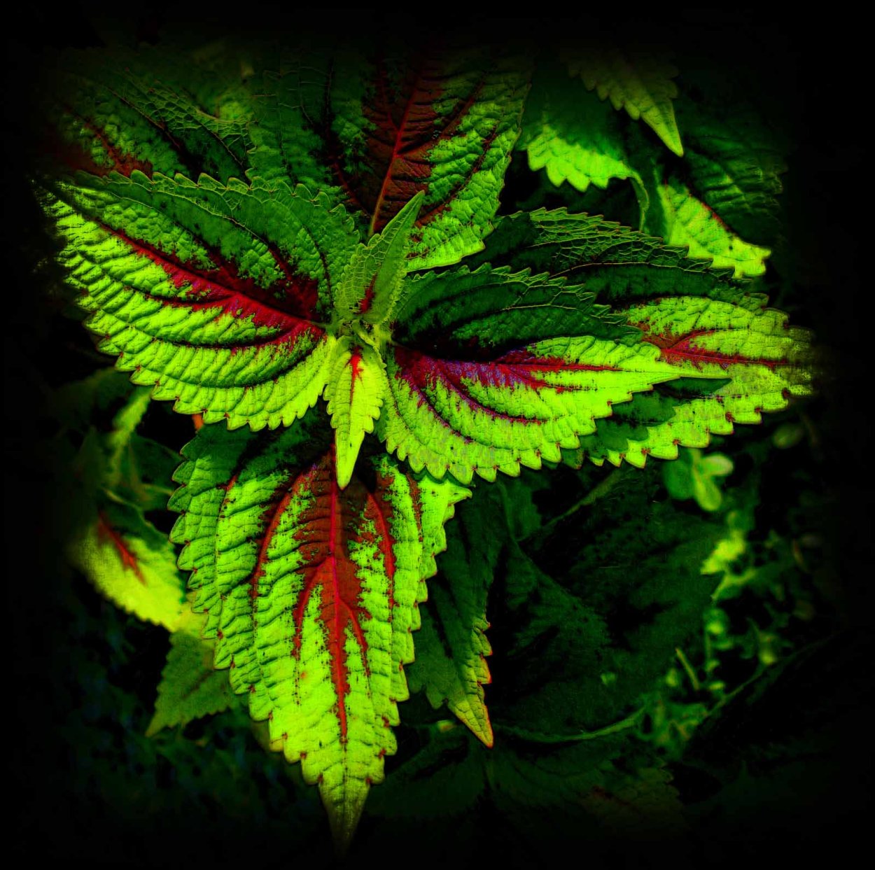 Колеус черный аватар