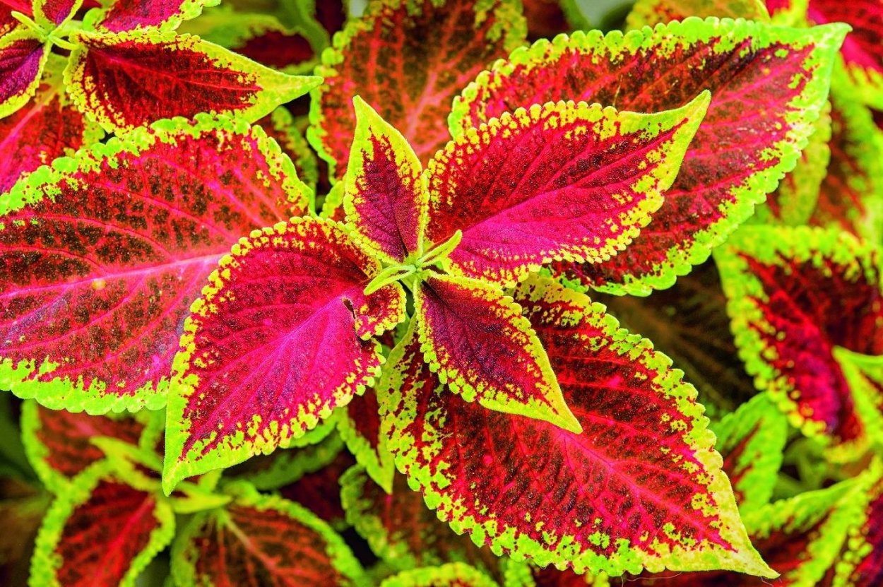 Solar Sunrise колеус