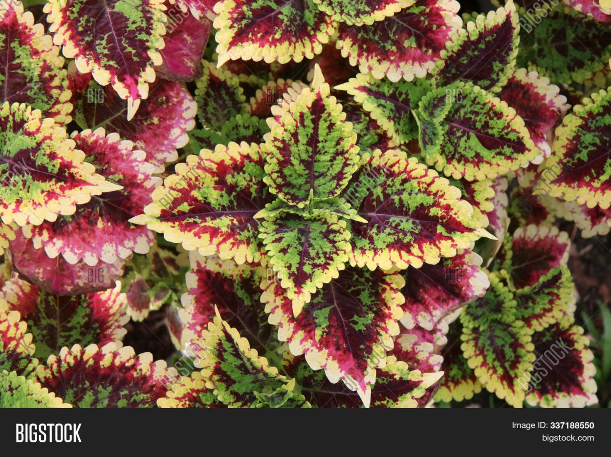 Колеус Morgan le Fay