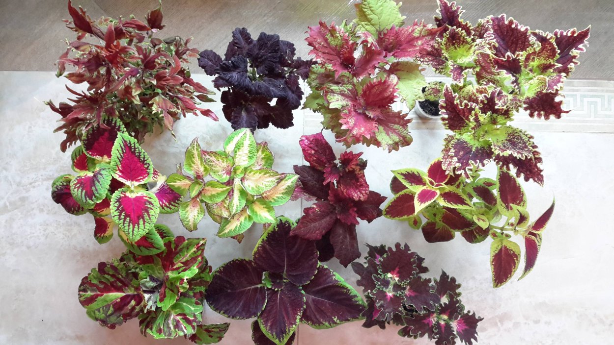 Колеус Coleus Juliet Quartermain