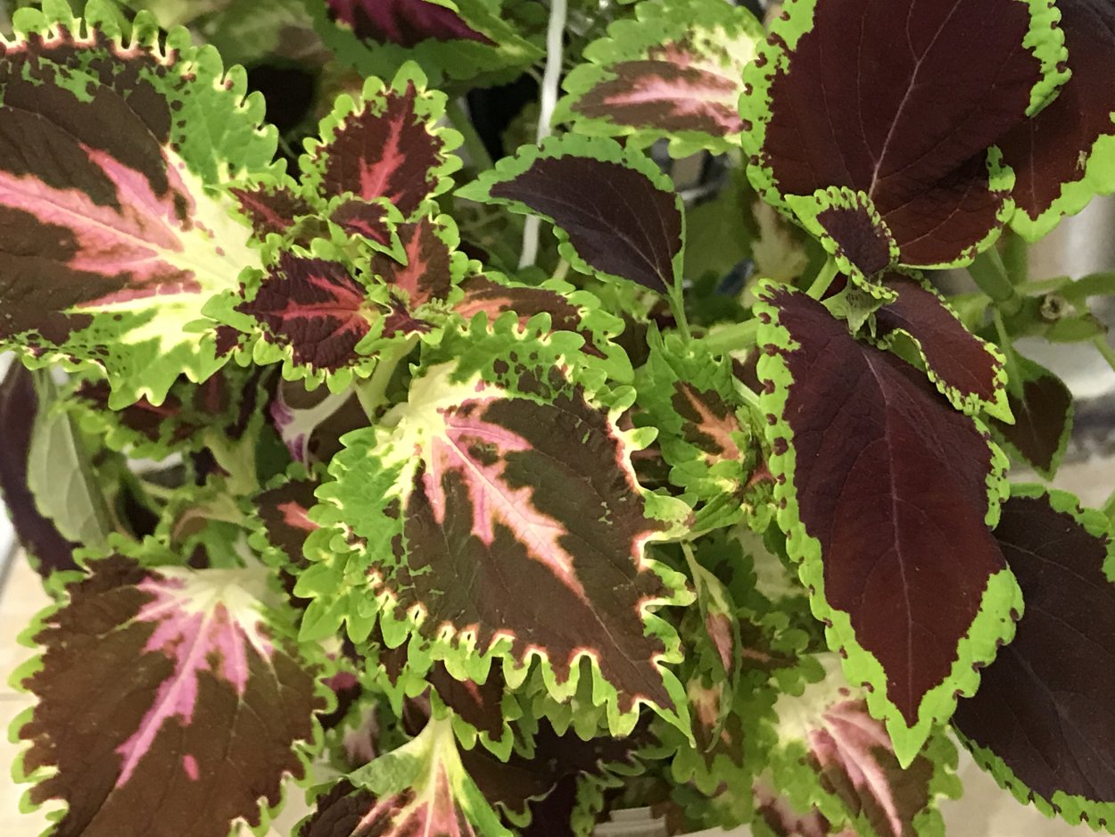 Колеус Феликс