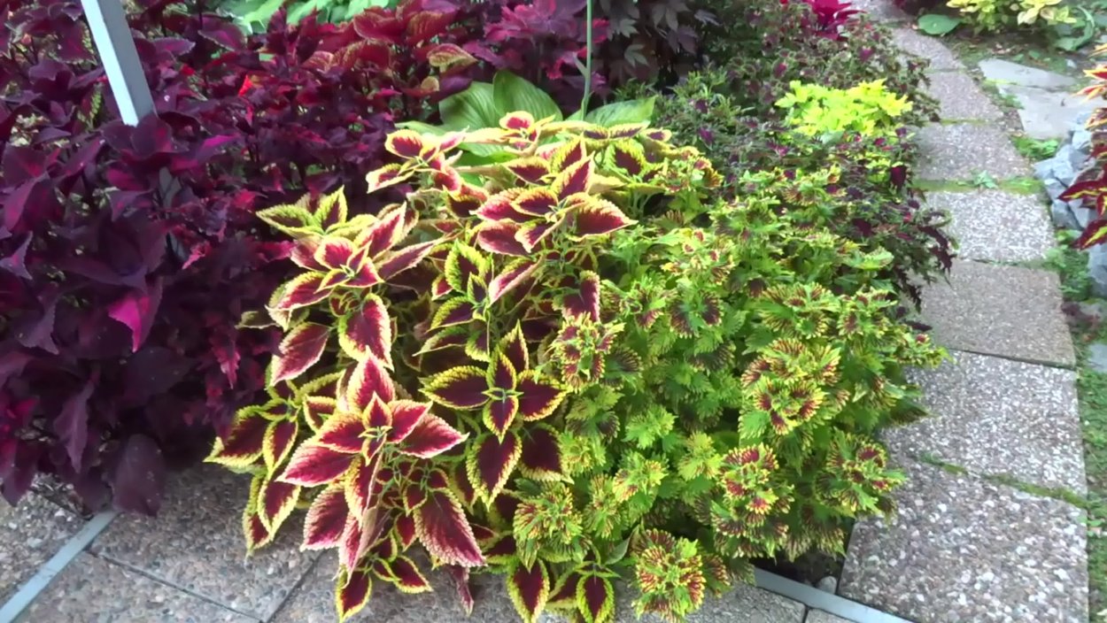 Колеус Анастас Герман