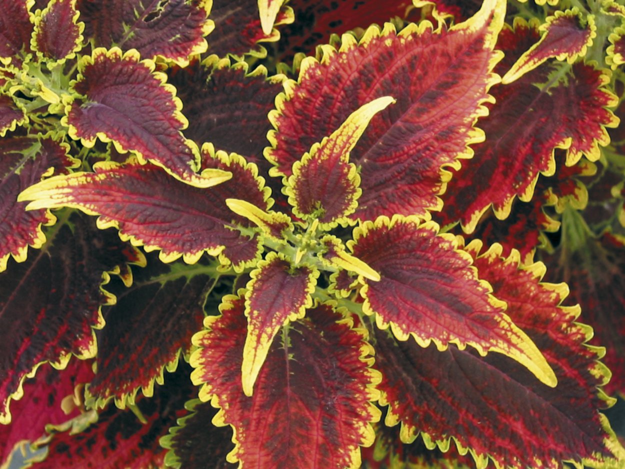 Колеус Скай Файер