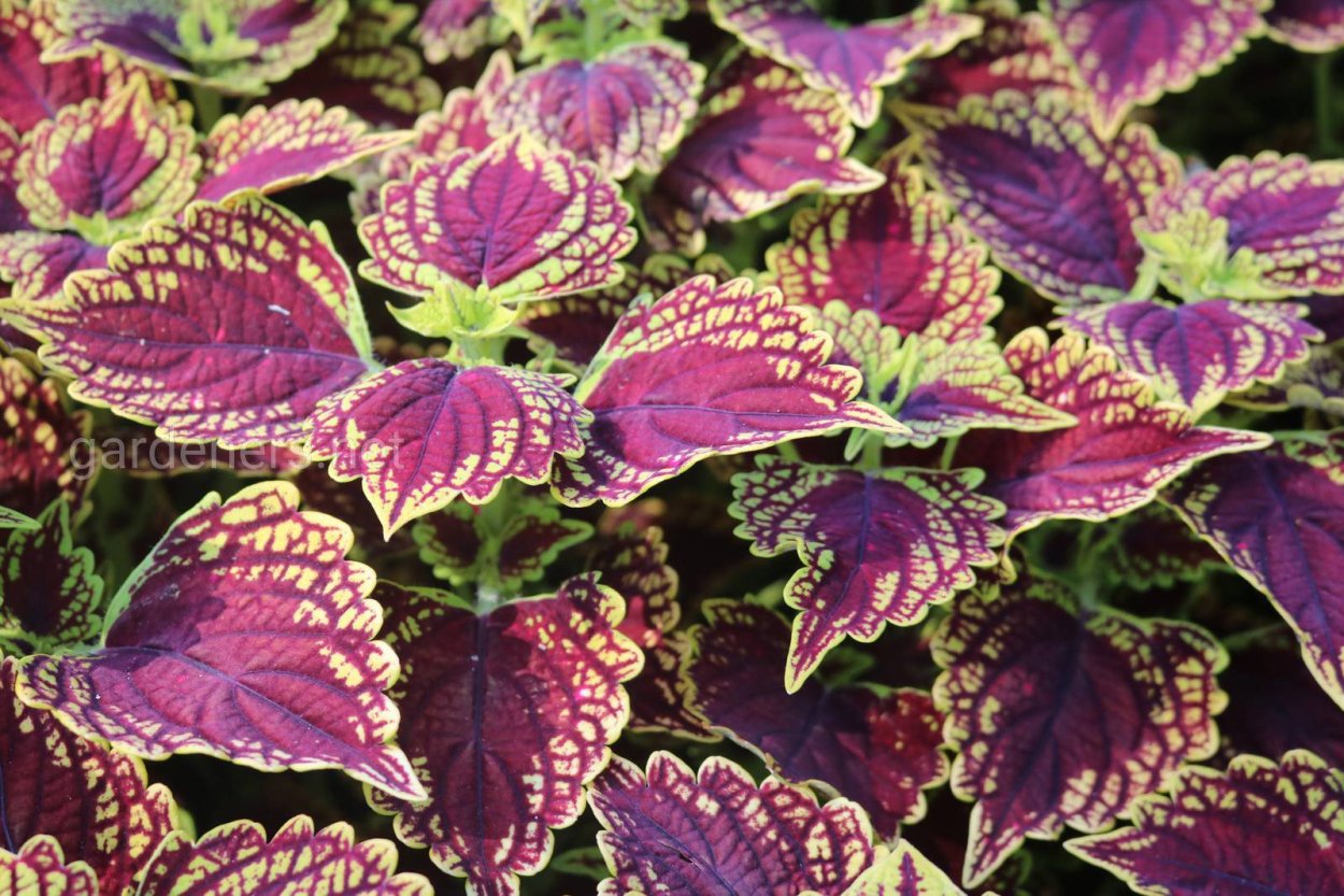 Колеус Скарлетт