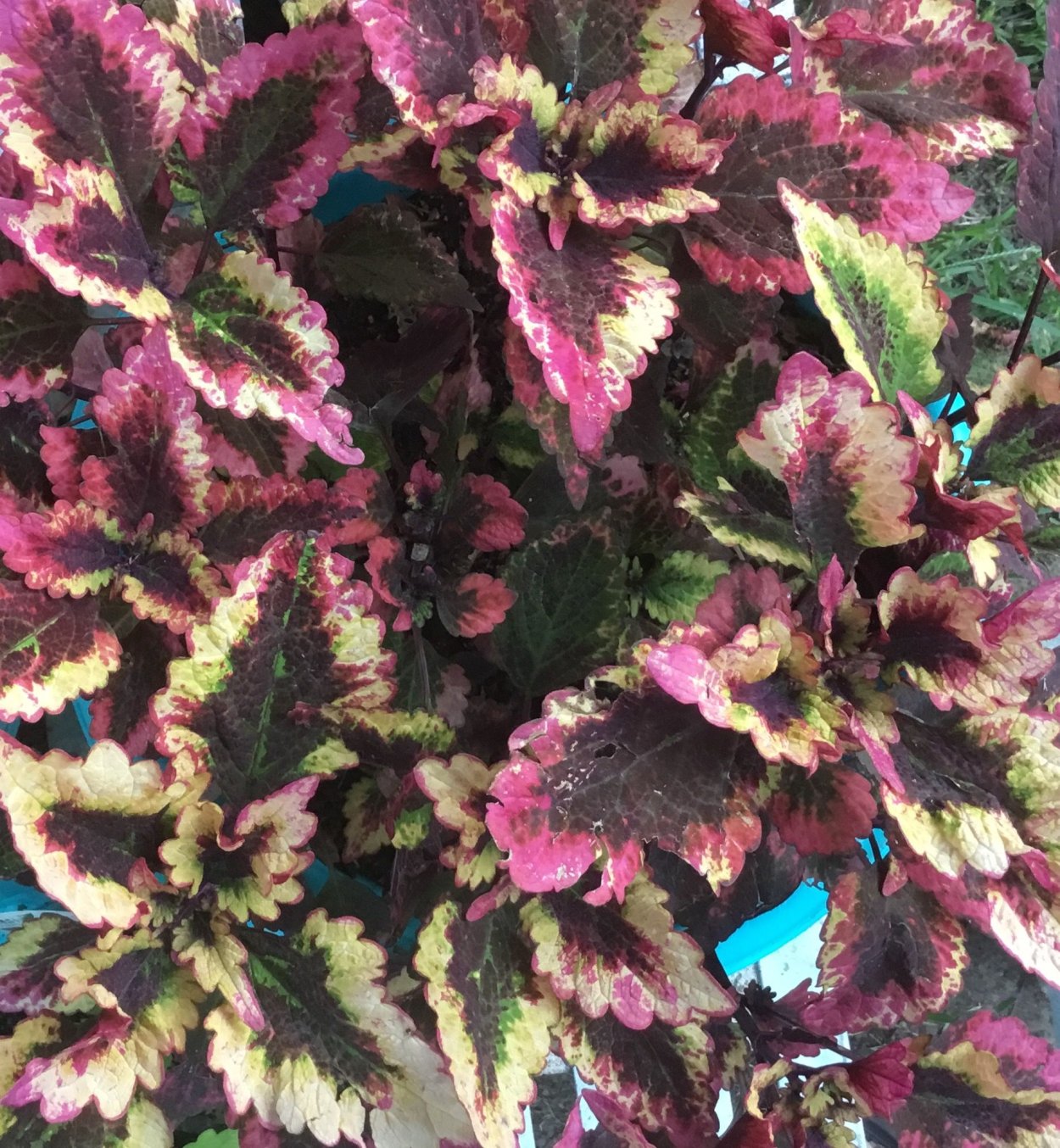 Колеус Roar Fire