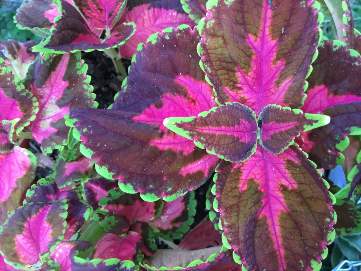 Колеус Desert Sunset