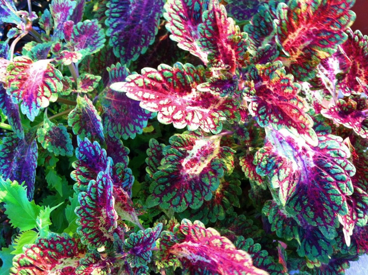 Колеус Roaring Fire