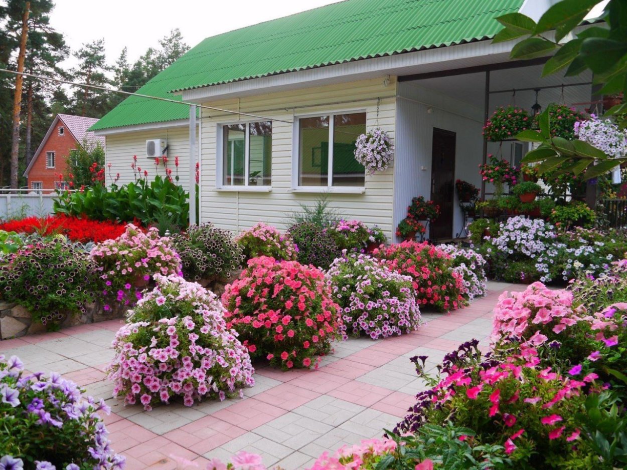 Петуния в палисаднике