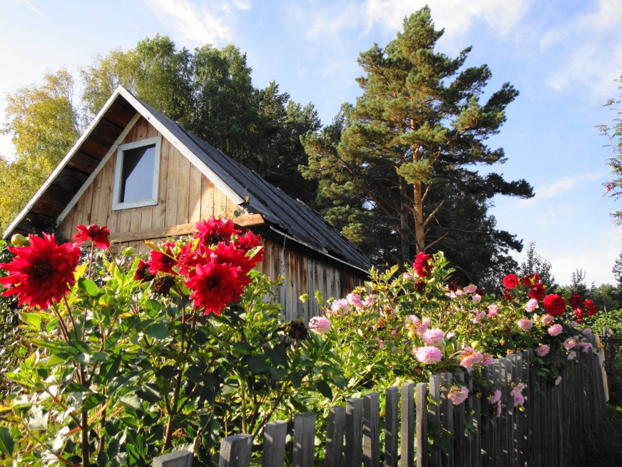 Палисад мальвы деревня