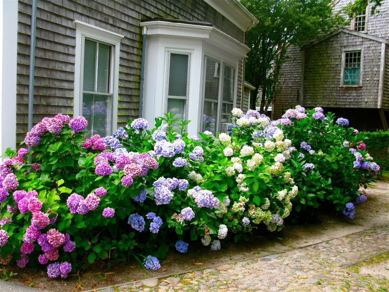 Гортензия Шеварднадзе