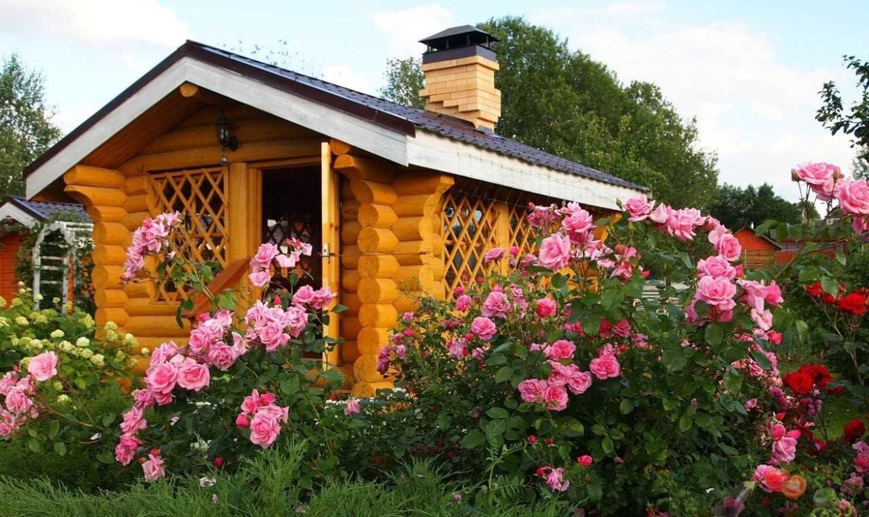 Цветы возле бани