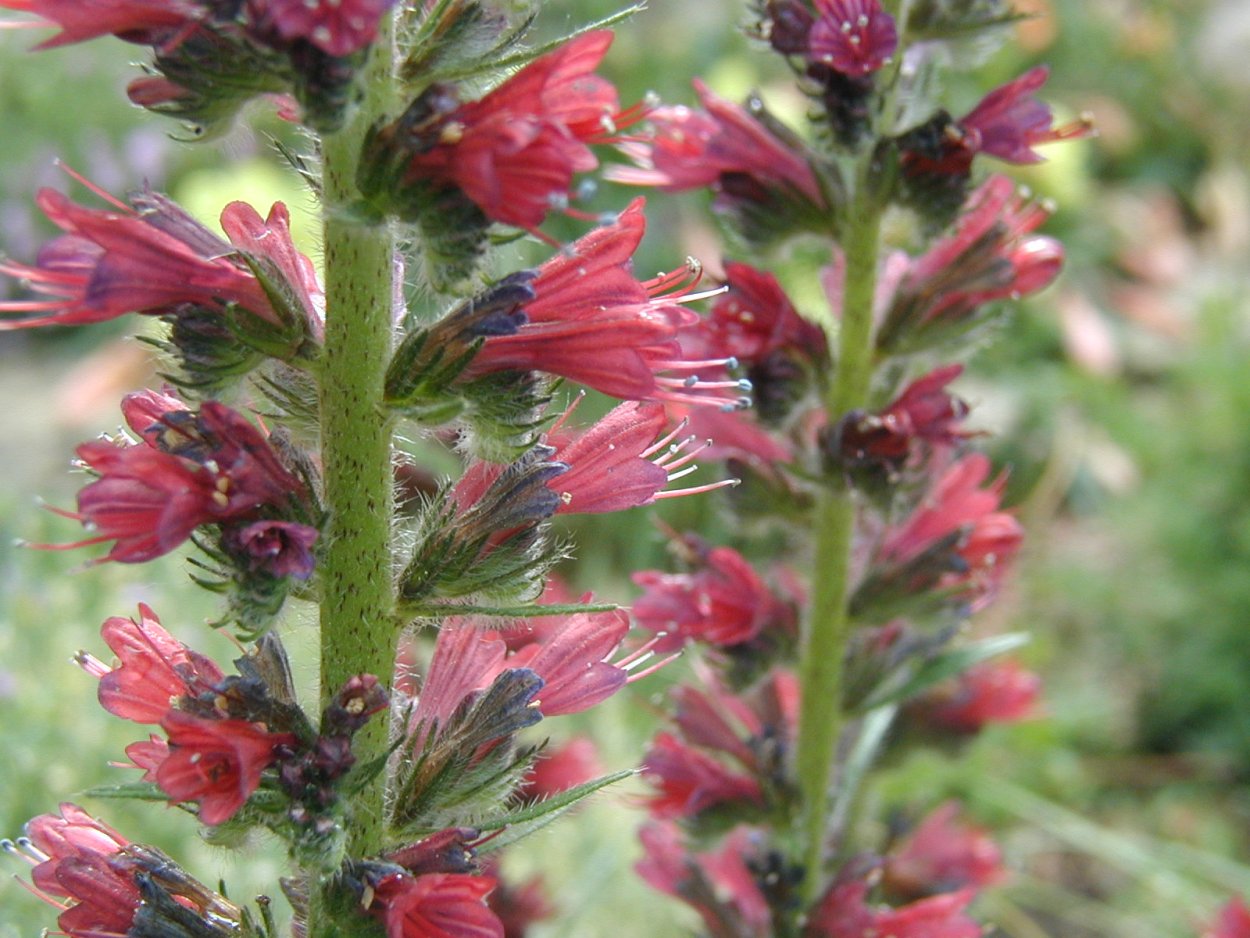 Синяк обыкновенный Румянка