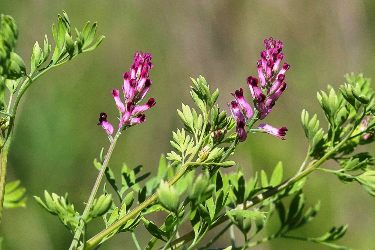 Дымянка аптечная (fumaria officinalis)