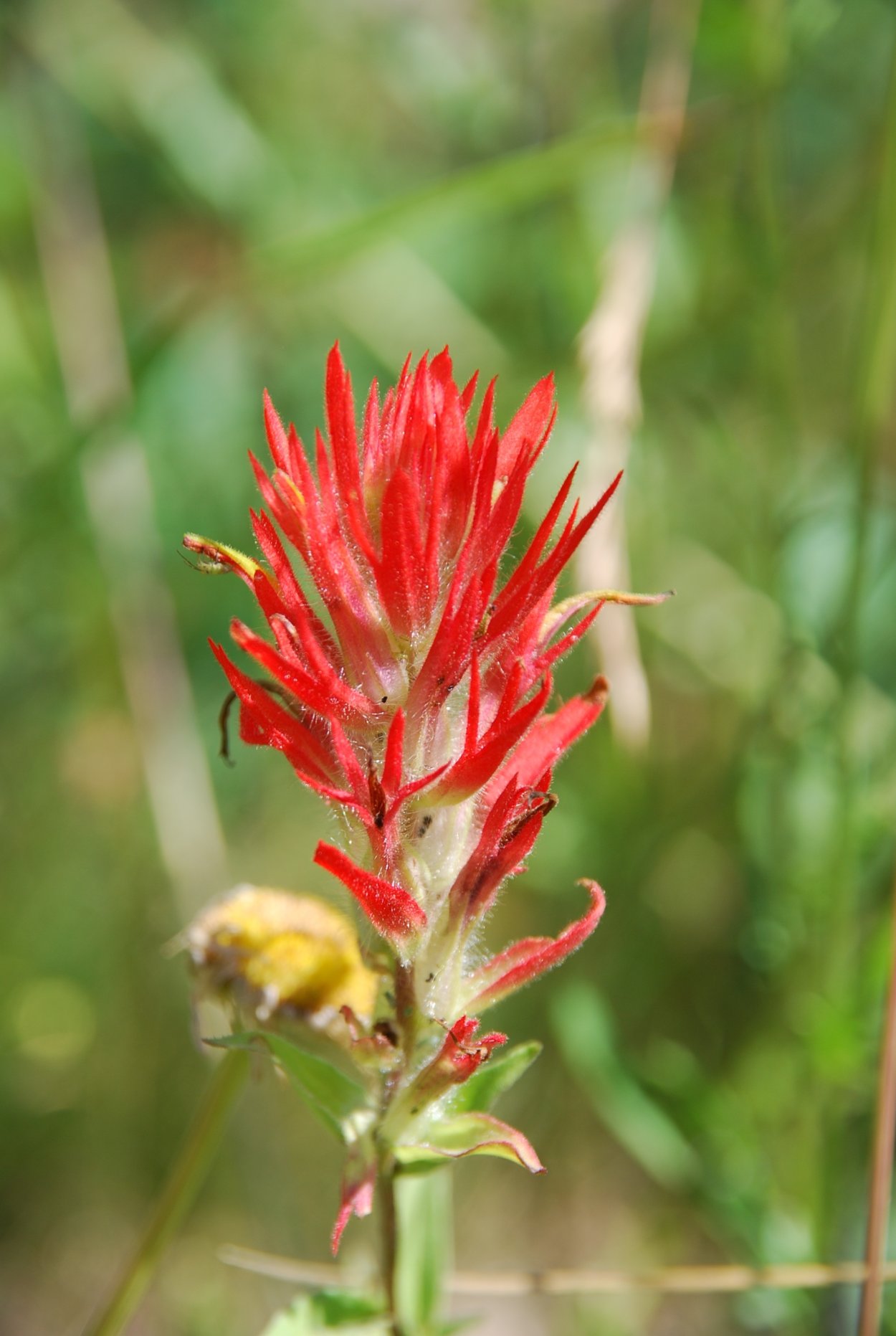 Кастиллея (indian paintbrush)