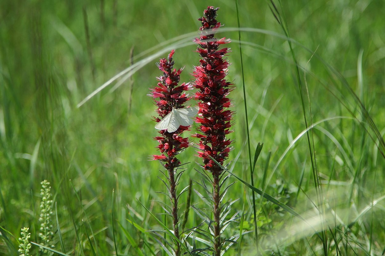 Румянка обыкновенная
