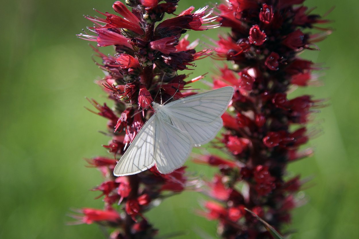 Румянка красная