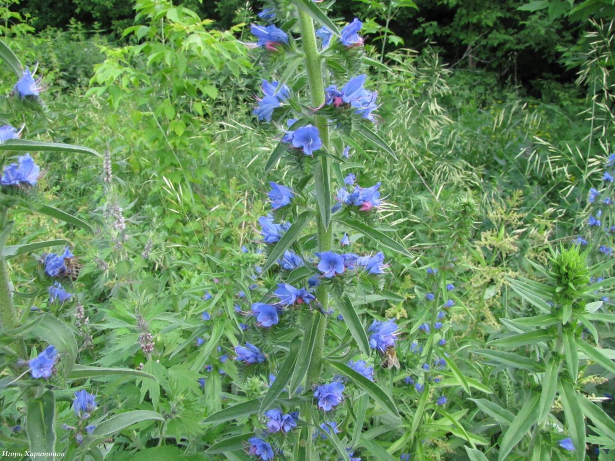 Трава синяк обыкновенный медонос