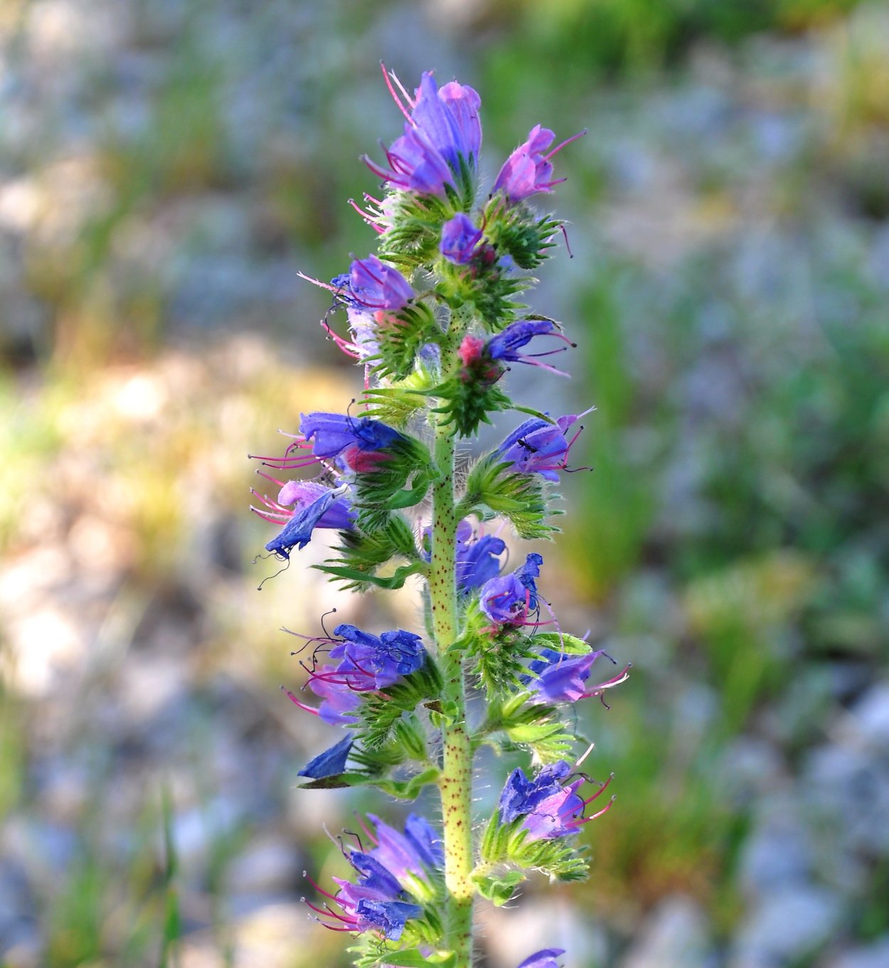 Синяк обыкновенный, Румянка (Echium vulgare