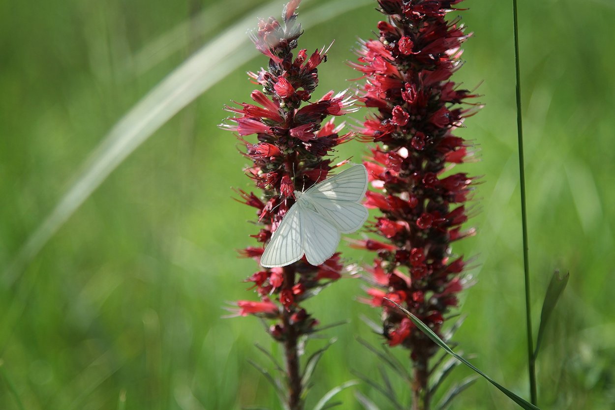 Синяк Румянка