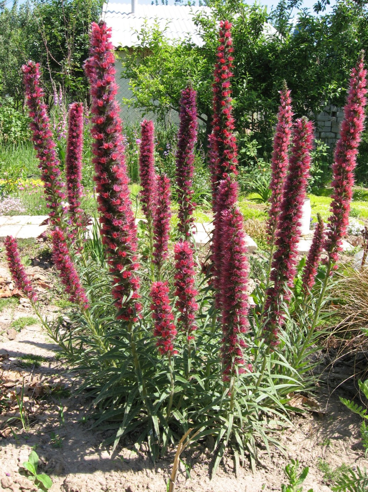 Румянка растение