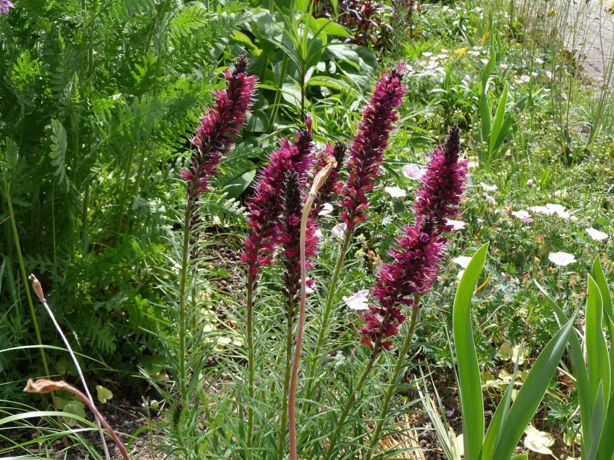 Синяк русский или Румянка