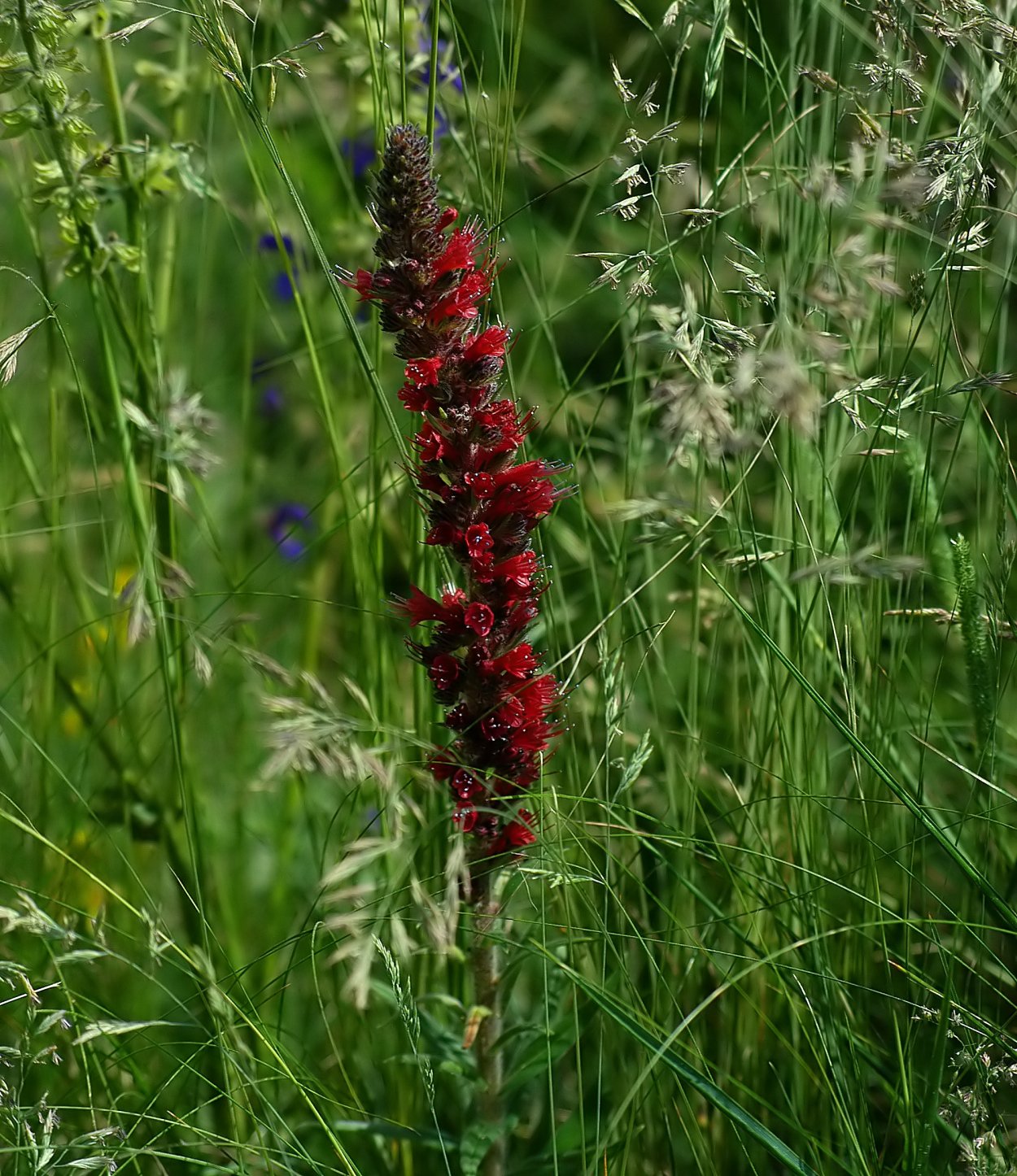 Румянка трава