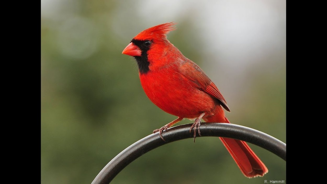 Красный хохлатый Кардинал