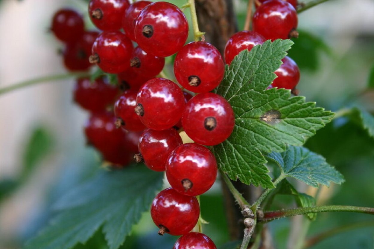 Смородина красная Фертоди