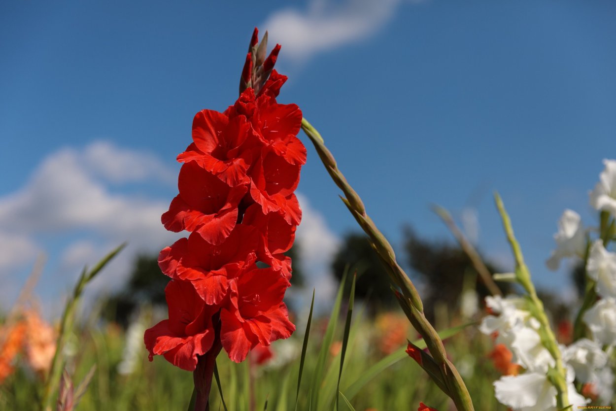 Гладиолус Бельведер