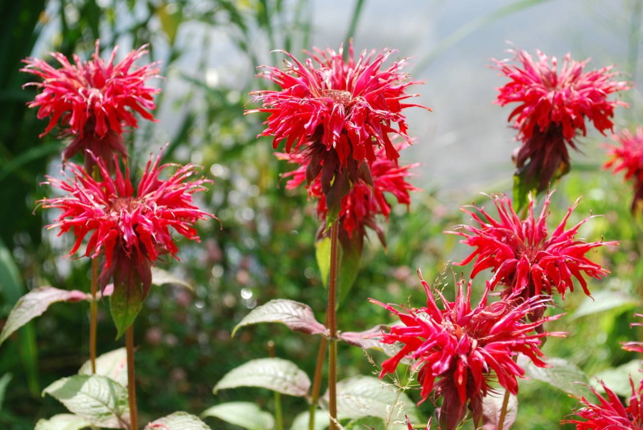 Цветы красные садовые