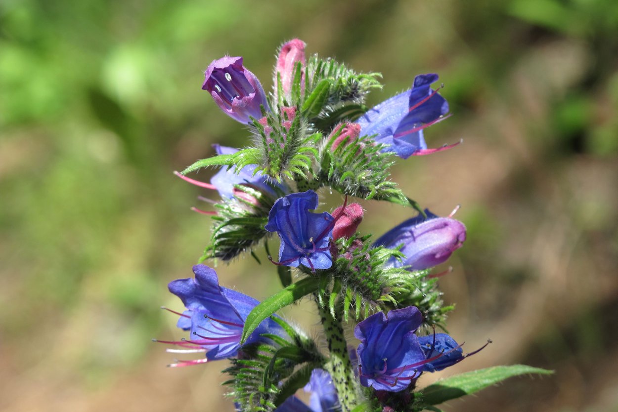 Echium vulgare синяк обыкновенный