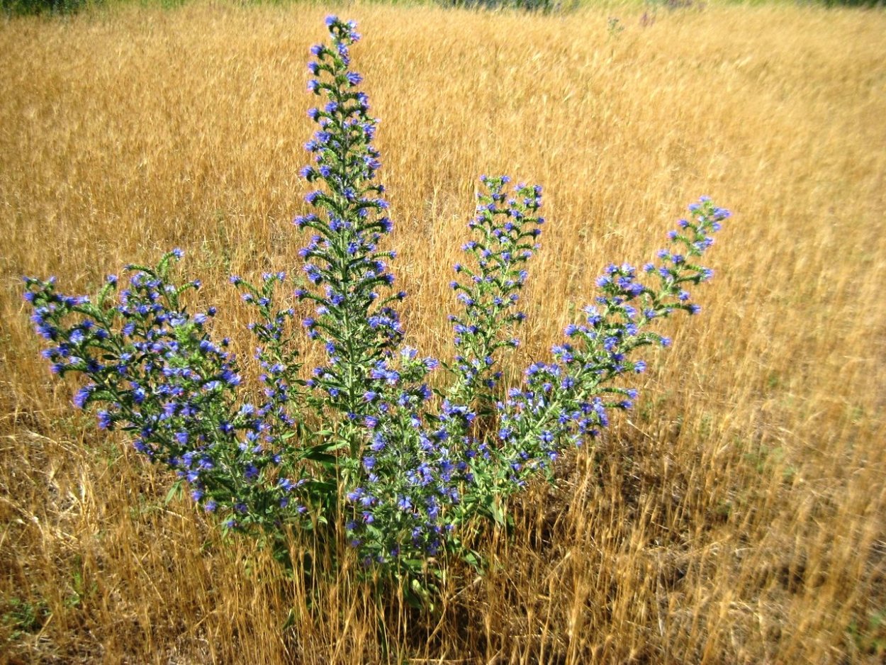 Бурачниковые синяк обыкновенный