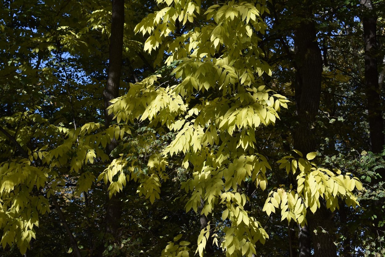 Клён маньчжурский