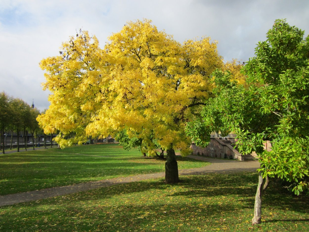 Ясень обыкновенный Ауреа