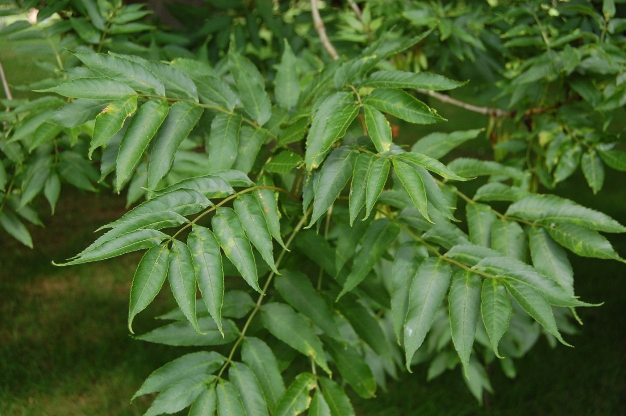 Ясень обыкновенный Fraxinus Excelsior