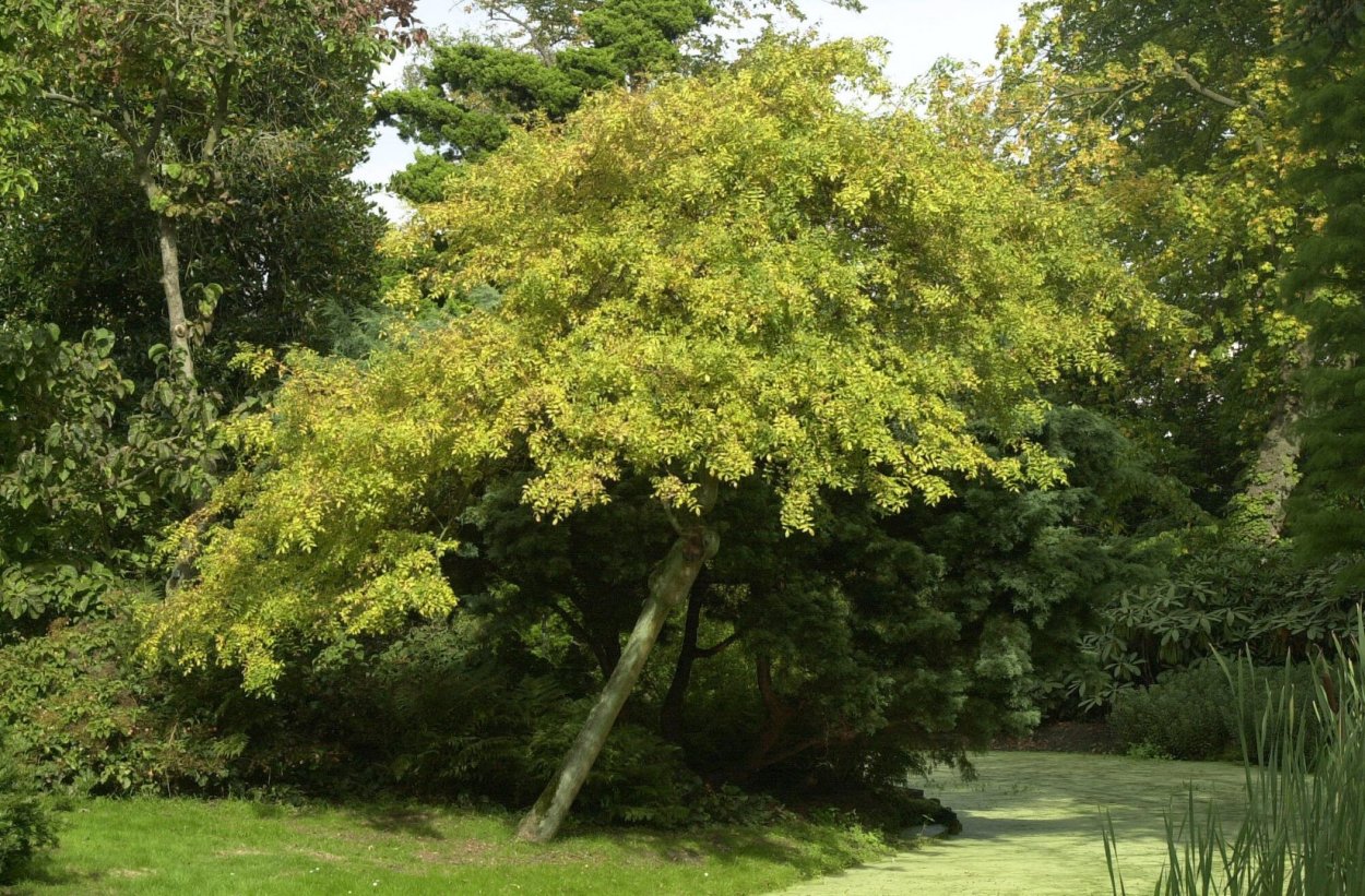 Ясень обыкновенный Ауреа
