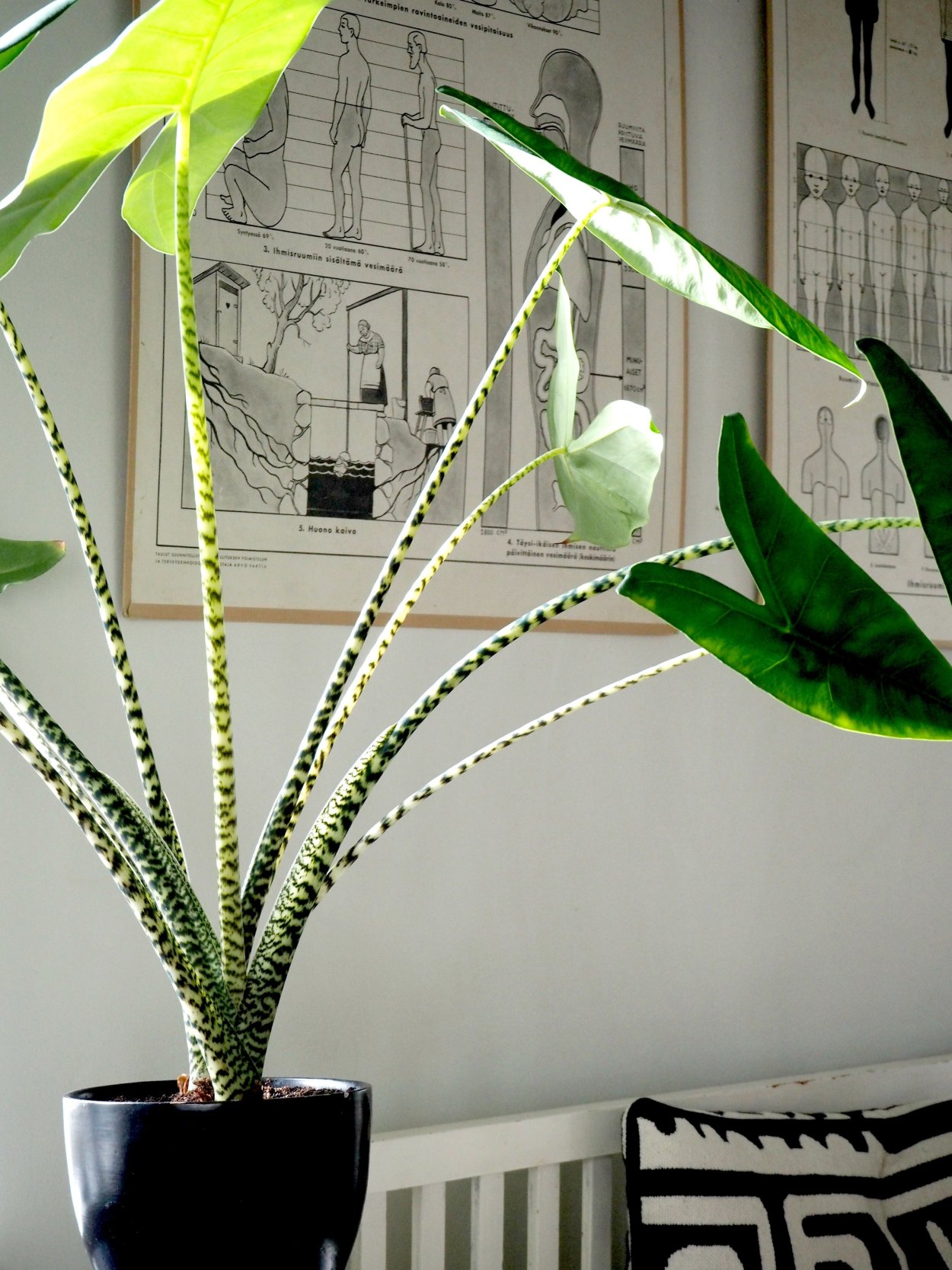 Алоказия Zebrina