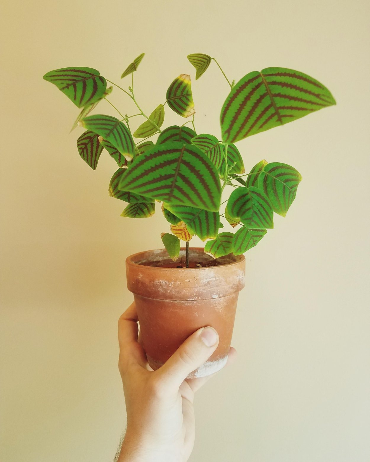 Кристия полусердцевидная